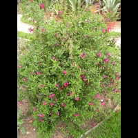 Sauge - Lamiaceae Salvia (01)